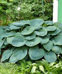 Hosta Elegans Seeds - 10 Lavender Flower Seeds for Shade, Zones 5-10 - Image 7