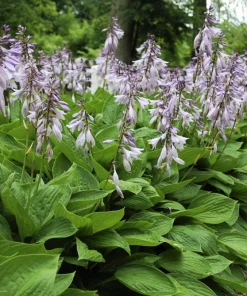 Hosta Elegans Seeds - 10 Lavender Flower Seeds for Shade, Zones 5-10 - Image 8
