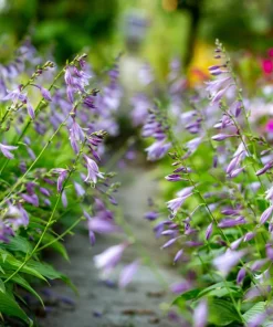 Hosta Elegans Seeds - 10 Lavender Flower Seeds for Shade, Zones 5-10 - Image 9