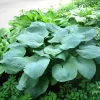 Hosta Elegans Seeds - 10 Lavender Flower Seeds for Shade, Zones 5-10 - Image 1