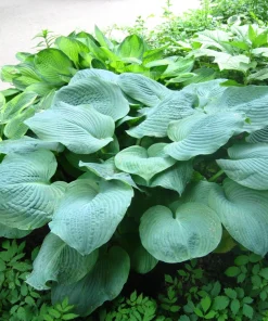 Hosta Elegans Seeds - 10 Lavender Flower Seeds for Shade, Zones 5-10 - Image 1