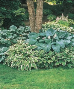 Hosta Mix Live Plants - 3 Count, 4 inch Pots, Shade Garden Perennial, Zones 4-9 - Image 2