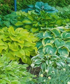 Hosta Mix Live Plants - 3 Count, 4 inch Pots, Shade Garden Perennial, Zones 4-9 - Image 1