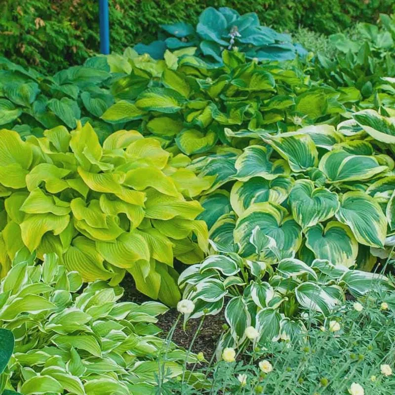 Hosta Mix Live Plants - 3 Count, 4 inch Pots, Shade Garden Perennial, Zones 4-9 - Image 1