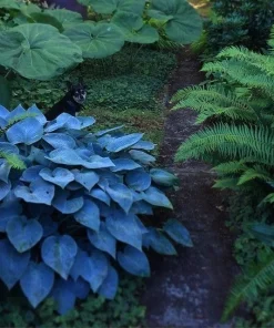 Hosta Mix Live Plants - 3 Count, 4 inch Pots, Shade Garden Perennial, Zones 4-9 - Image 4