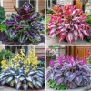 Hosta Seeds – 160+ Perennial Shade Garden Planting Seeds – Outdoor Ornamental - Image 1