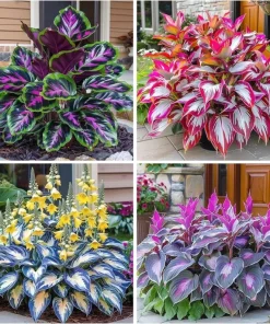 Hosta Seeds – 160+ Perennial Shade Garden Planting Seeds – Outdoor Ornamental - Image 1