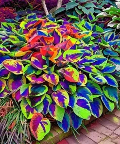 Hosta Seeds – 160+ Perennial Shade Garden Planting Seeds – Outdoor Ornamental - Image 4