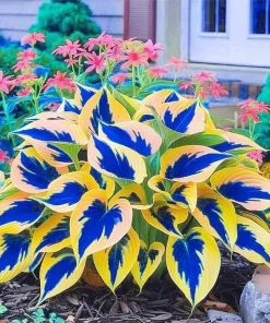 Hosta Seeds – 80+ Perennial Shade Garden Ornamental Plant Seeds Outdoor Easy Grow - Image 2