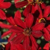 Hot Paprika Coreopsis Plant - Live Tickseed Flower - 1 Gallon Pot - Outdoor - Image 1