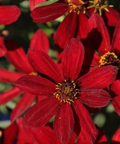 Hot Paprika Coreopsis Plant - Live Tickseed Flower - 1 Gallon Pot - Outdoor - Image 1