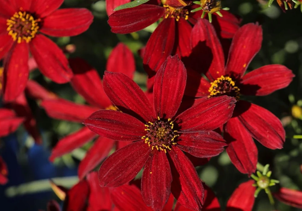 Hot Paprika Coreopsis Plant - Live Tickseed Flower - 1 Gallon Pot - Outdoor - Image 1