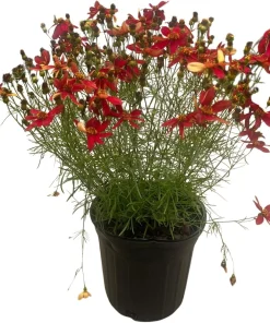 Hot Paprika Coreopsis Plant - Live Tickseed Flower - 1 Gallon Pot - Outdoor - Image 2