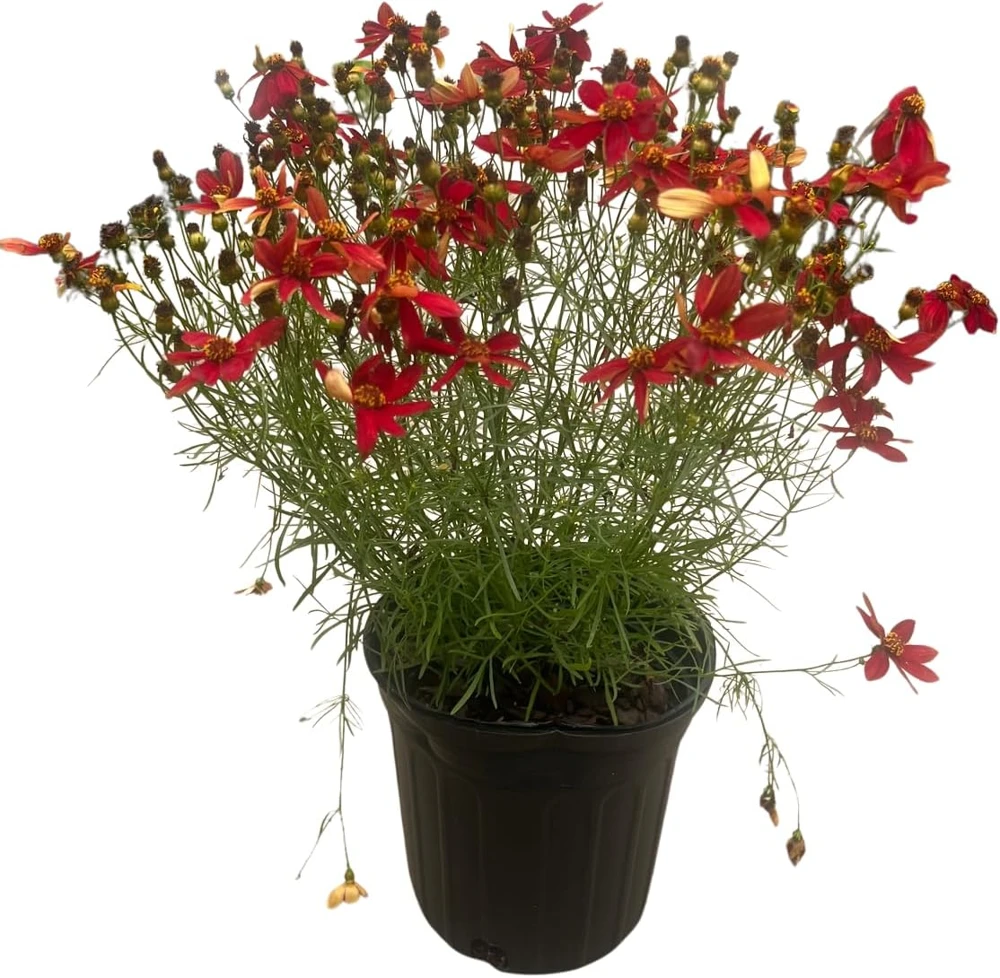 Hot Paprika Coreopsis Plant - Live Tickseed Flower - 1 Gallon Pot - Outdoor - Image 2