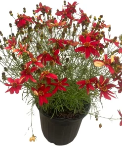 Hot Paprika Coreopsis Plant - Live Tickseed Flower - 1 Gallon Pot - Outdoor - Image 3
