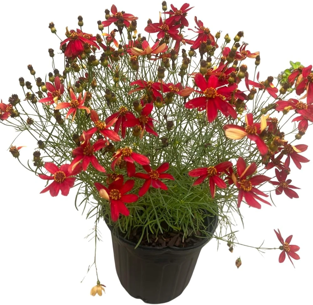 Hot Paprika Coreopsis Plant - Live Tickseed Flower - 1 Gallon Pot - Outdoor - Image 3