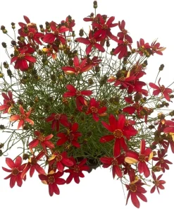 Hot Paprika Coreopsis Plant - Live Tickseed Flower - 1 Gallon Pot - Outdoor - Image 4