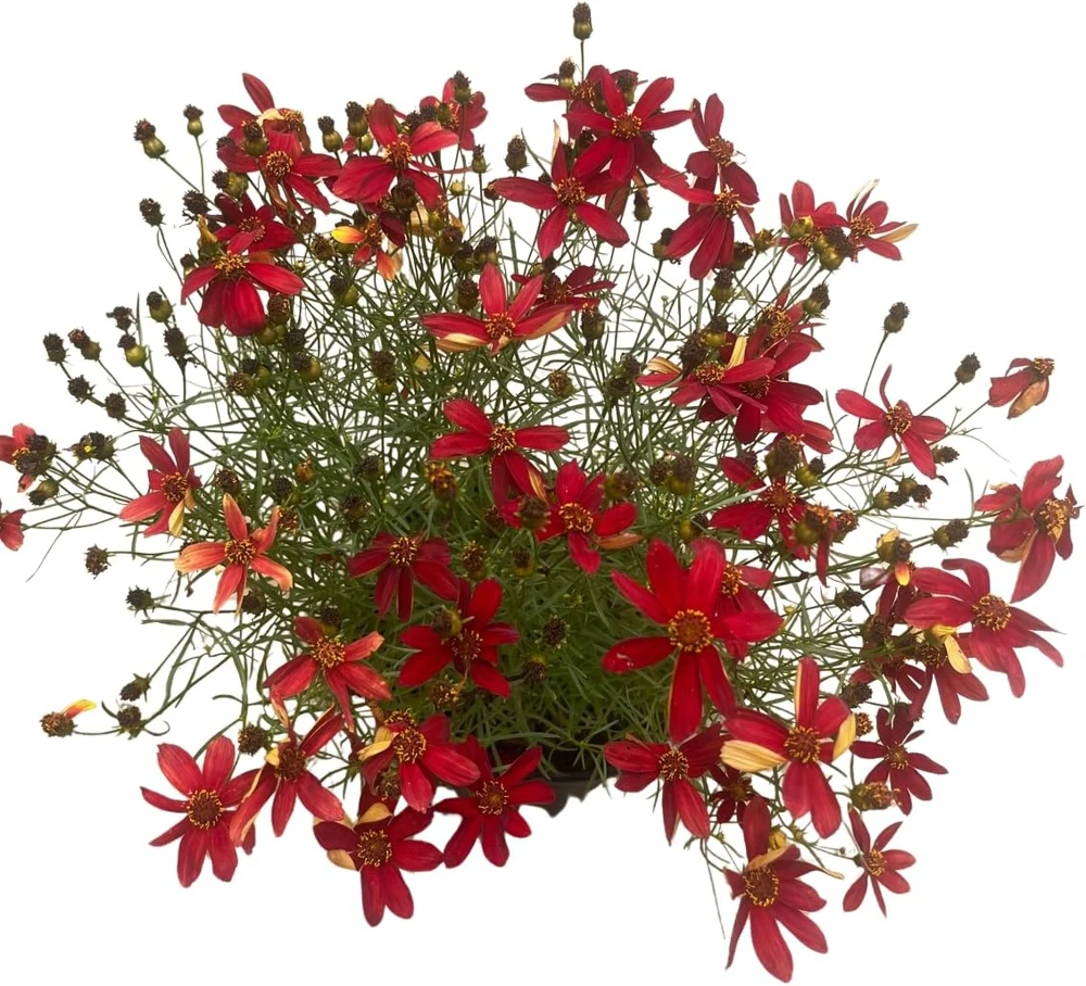 Hot Paprika Coreopsis Plant - Live Tickseed Flower - 1 Gallon Pot - Outdoor - Image 4