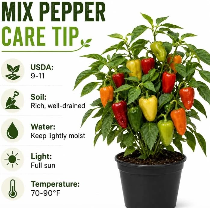 Hot Pepper Plants Live - 2-Pot Mix, 3-6 Inch Tall Starter Plants for Outdoor Garden - Image 2