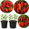 Hot Pepper Plants Live - 2-Pot Mix, 3-6 Inch Tall Starter Plants for Outdoor Garden - Image 1
