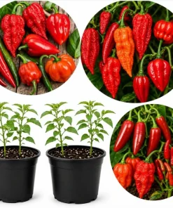 Hot Pepper Plants Live - 2-Pot Mix, 3-6 Inch Tall Starter Plants for Outdoor Garden - Image 1