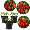 Hot Pepper Plants Live - 3 Pot Mix, 3-6 inch Tall Starter Plants for Outdoor Garden - Image 1