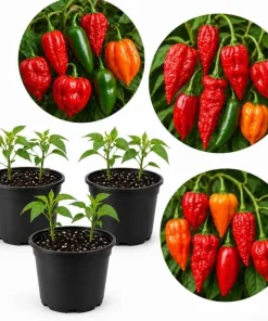 Hot Pepper Plants Live - 3 Pot Mix, 3-6 inch Tall Starter Plants for Outdoor Garden - Image 1