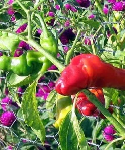 Hot Peter Pepper Seeds - 10 Count Packet - Grow Your Own Chili - Image 3