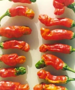 Hot Peter Pepper Seeds - 10 Count Packet - Grow Your Own Chili - Image 4