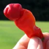 Hot Peter Pepper Seeds - 10 Count Packet - Grow Your Own Chili - Image 1