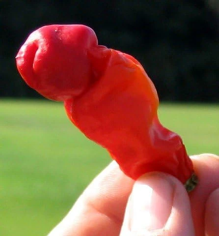 Hot Peter Pepper Seeds - 10 Count Packet - Grow Your Own Chili - Image 1