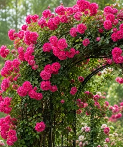 Hot Pink Climbing Rose Live Plant - Fragrant Perennial Bush, 2-4 Inch Tall - Image 7