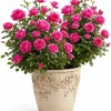 Hot Pink Climbing Rose Live Plant - Fragrant Perennial Bush, 2-4 Inch Tall - Image 1