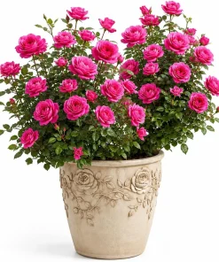 Hot Pink Climbing Rose Live Plant - Fragrant Perennial Bush, 2-4 Inch Tall - Image 1