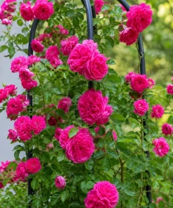 Hot Pink Climbing Roses Live Plant Set, Fragrant Perennial, 2-4 Inch Tall - Image 4