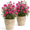 Hot Pink Climbing Roses Live Plant Set, Fragrant Perennial, 2-4 Inch Tall - Image 1