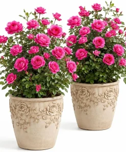 Hot Pink Climbing Roses Live Plant Set, Fragrant Perennial, 2-4 Inch Tall - Image 1
