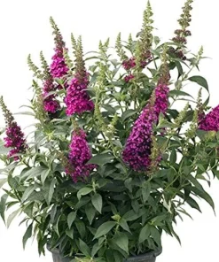 Hot Raspberry Butterfly Bush Live Plant - Compact Buddleia - 1 Gallon Pot - Image 2