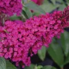 Hot Raspberry Butterfly Bush Live Plant - Compact Buddleia - 1 Gallon Pot - Image 1