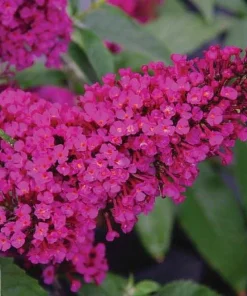 Hot Raspberry Butterfly Bush Live Plant - Compact Buddleia - 1 Gallon Pot - Image 1