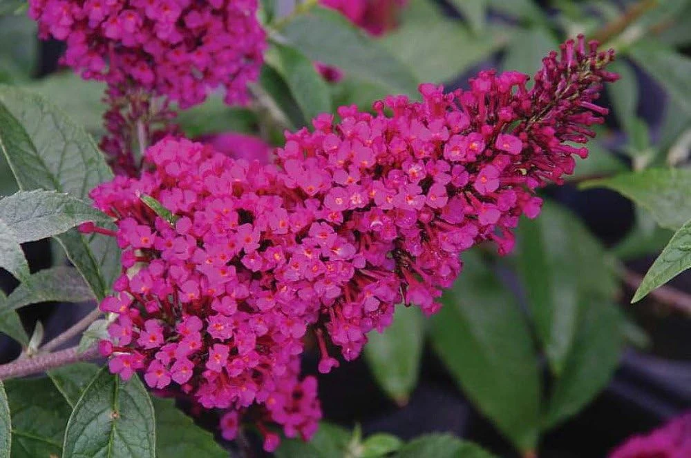 Hot Raspberry Butterfly Bush Live Plant - Compact Buddleia - 1 Gallon Pot - Image 1