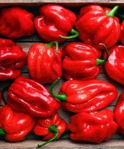 Hot Red Habanero Pepper Seeds – 50 Count – Capsicum Chinense – Vegetable Seeds - Image 2