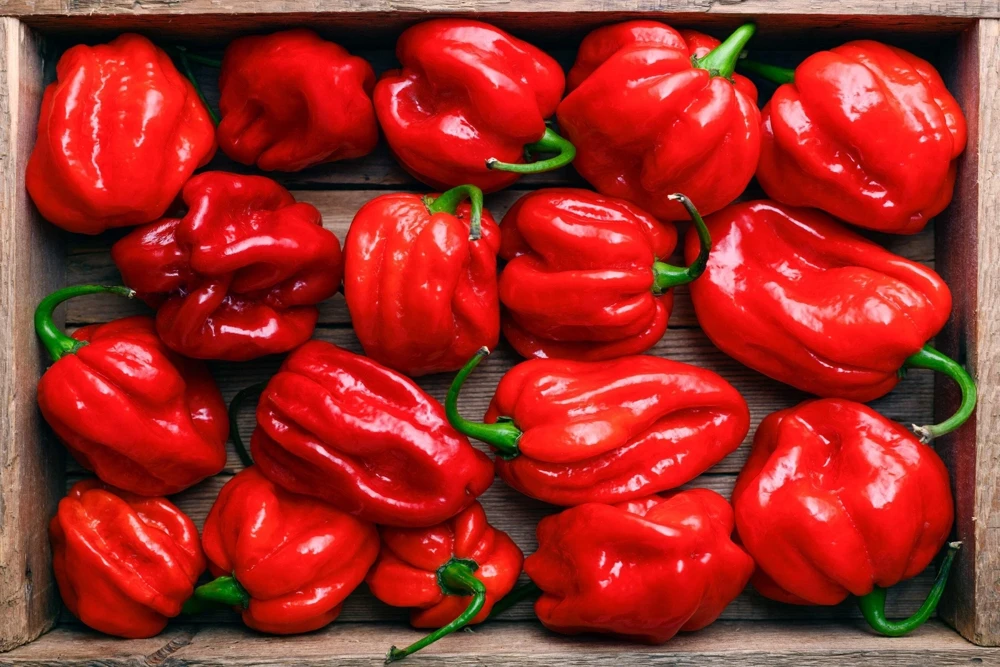 Hot Red Habanero Pepper Seeds – 50 Count – Capsicum Chinense – Vegetable Seeds - Image 2