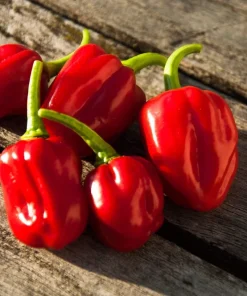 Hot Red Habanero Pepper Seeds – 50 Count – Capsicum Chinense – Vegetable Seeds - Image 3