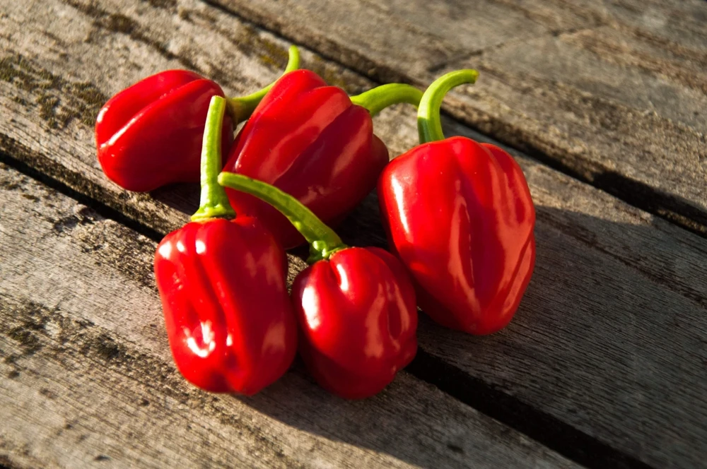 Hot Red Habanero Pepper Seeds – 50 Count – Capsicum Chinense – Vegetable Seeds - Image 3
