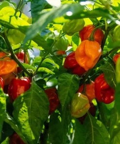 Hot Red Habanero Pepper Seeds – 50 Count – Capsicum Chinense – Vegetable Seeds - Image 4