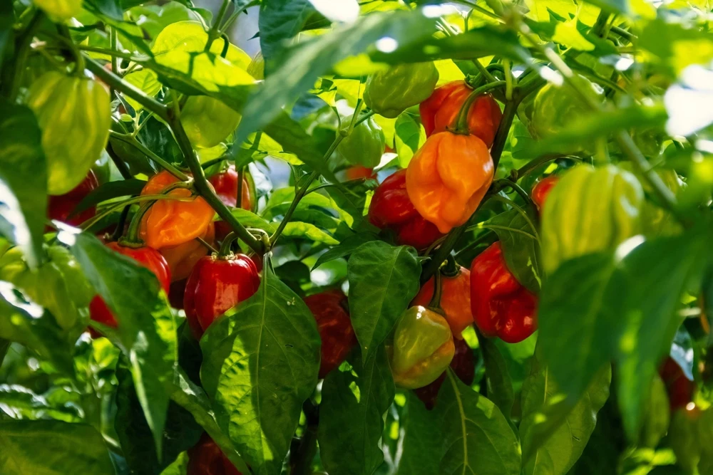 Hot Red Habanero Pepper Seeds – 50 Count – Capsicum Chinense – Vegetable Seeds - Image 4