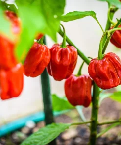 Hot Red Habanero Pepper Seeds – 50 Count – Capsicum Chinense – Vegetable Seeds - Image 5