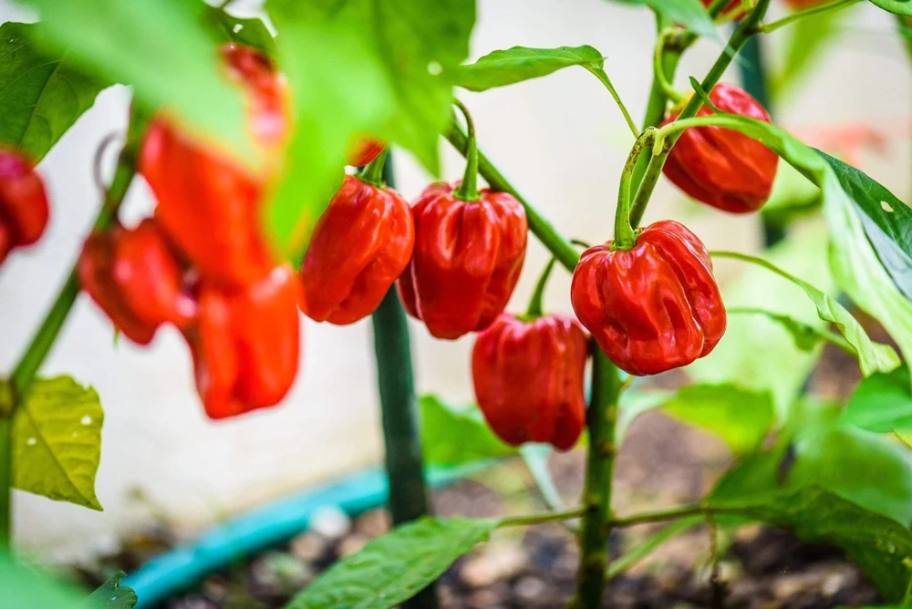 Hot Red Habanero Pepper Seeds – 50 Count – Capsicum Chinense – Vegetable Seeds - Image 5