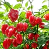 Hot Red Habanero Pepper Seeds – 50 Count – Capsicum Chinense – Vegetable Seeds - Image 1